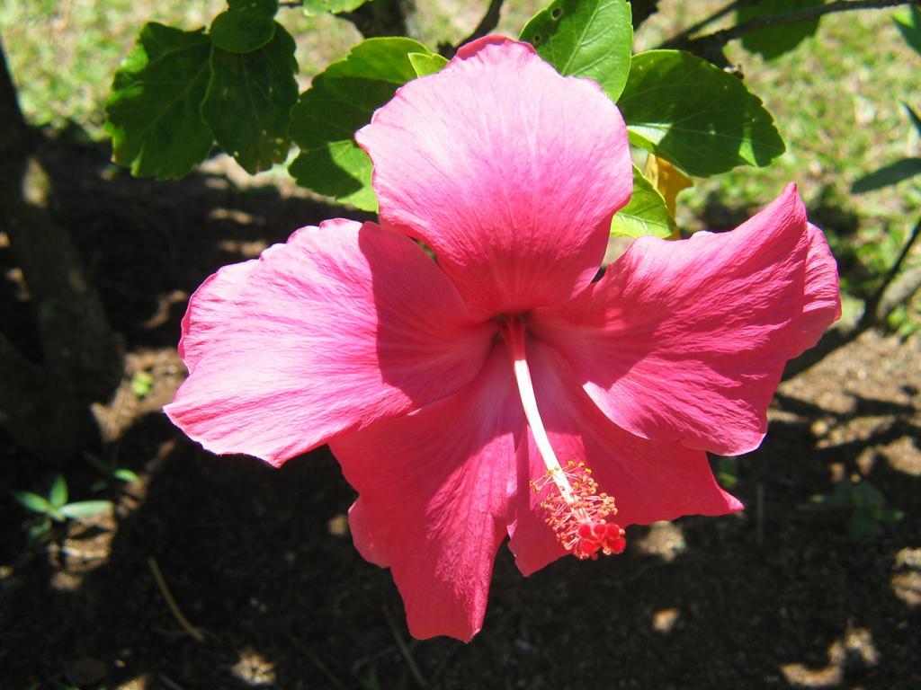 Sunhaven Beach Bungalows Rarotonga Exterior foto